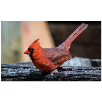 Bird Photo 12'' x 12''