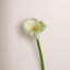 Petite tige de lis Calla