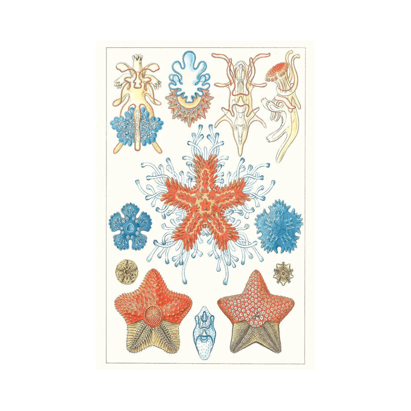 Sealife Species I by Vision Studio - Wrapped Canvas Print, 66.04 cm H x 45.72 cm W x 1.91 cm D