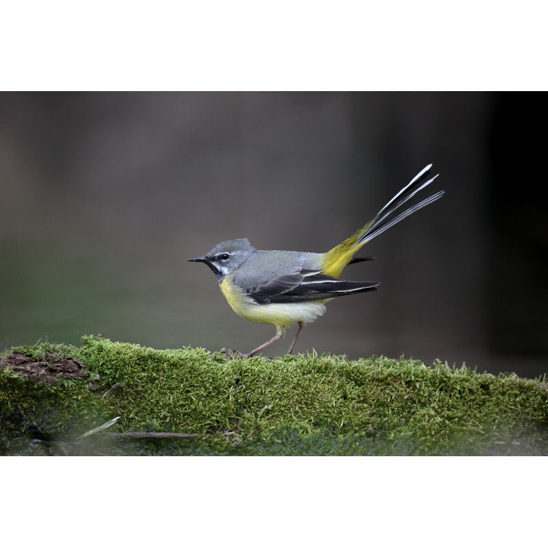 Grey Wagtail - Photographie sur toile tendue, H 8 po x l 12 po
