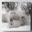 «Hudson Bay Bear», photographie-329774921-329774925