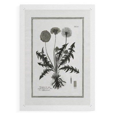 Dandelion II -Canvas Print Only - NOT FRAMED