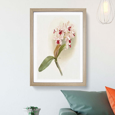 Magnolia Flowers Illustration Tab. 47 by Frederick Sander - Picture Frame Painting Print