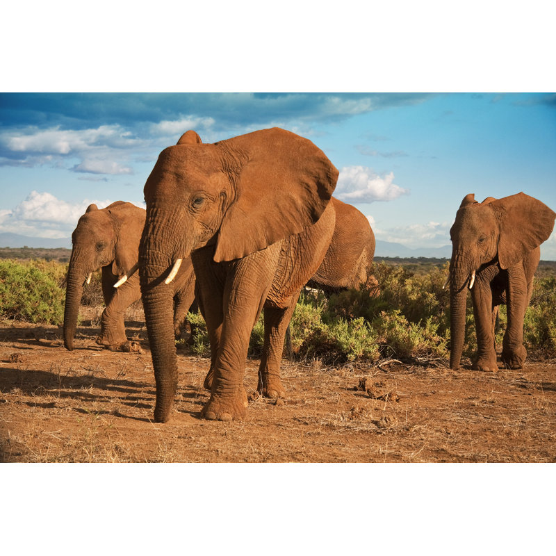 «African Elephant» par Dmussman - Photographie sur toile tendue, L 12 po x H 8 po