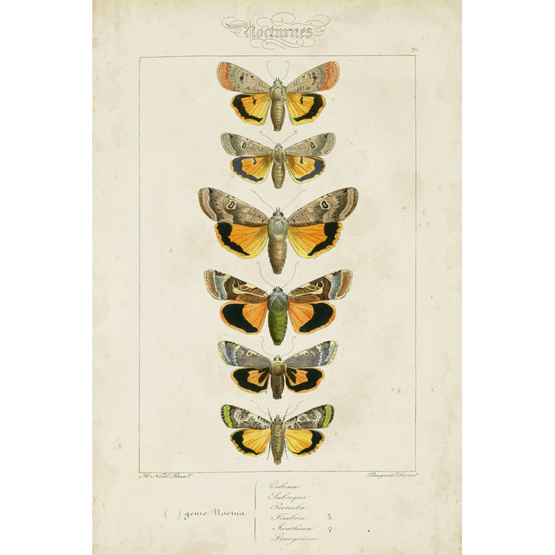 Pauquet Butterflies I by Pauquet - Wrapped Canvas Print, 46cm H x 30cm W x 3.8cm D