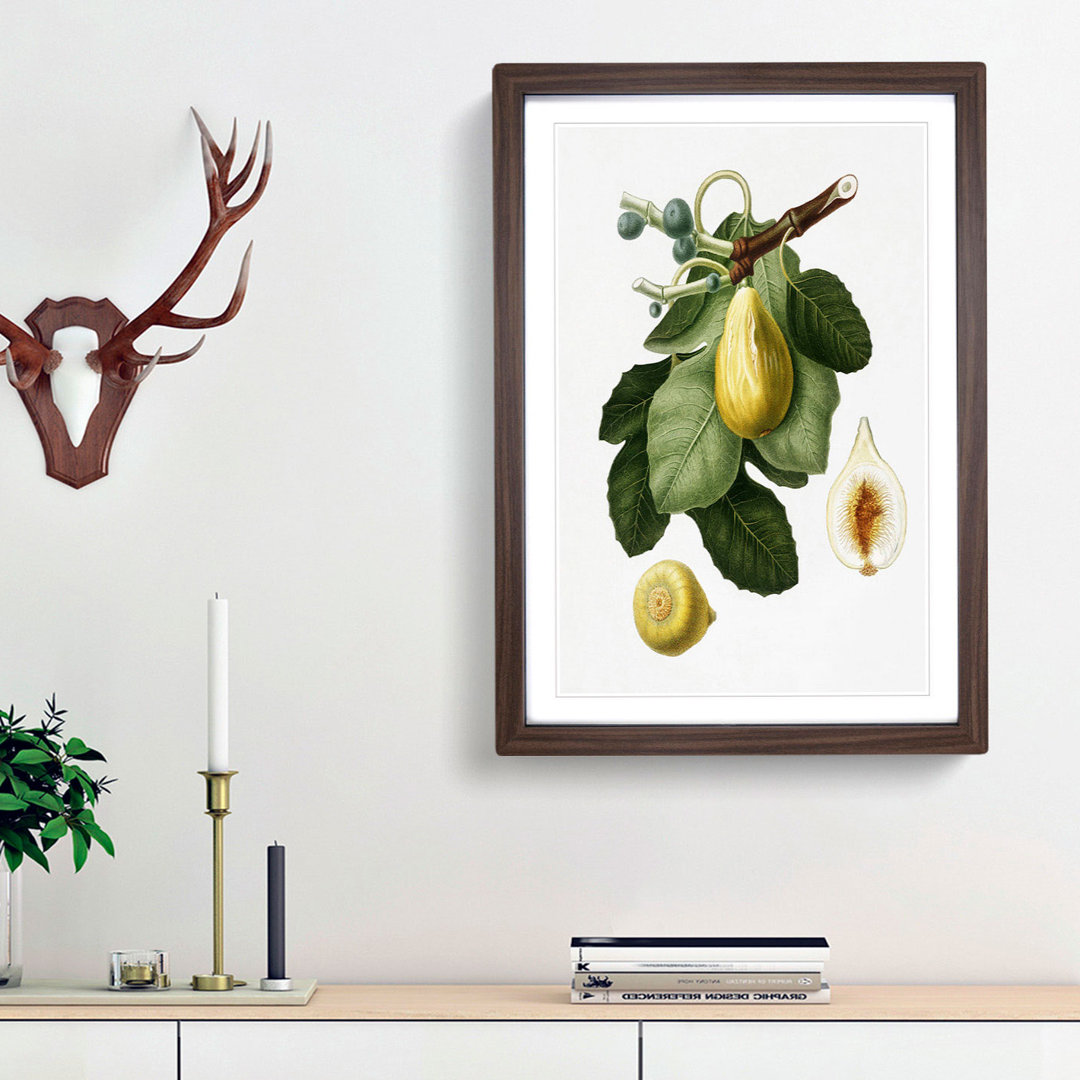 A Common Fig Tree by Giorgio Gallesio - Framed Print