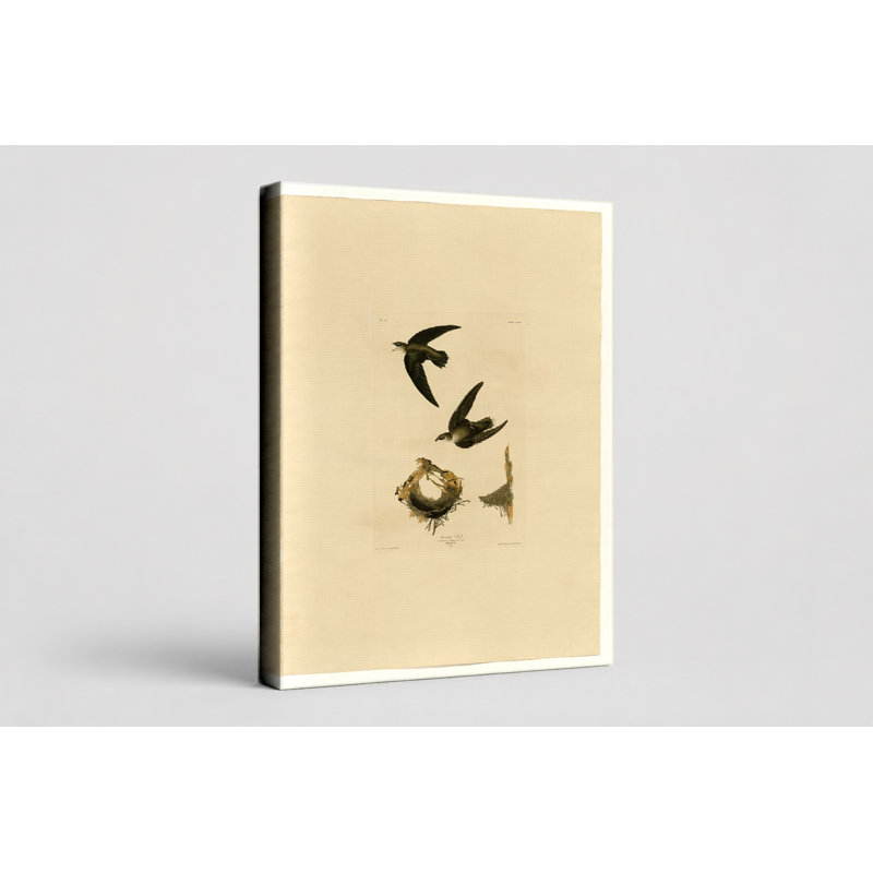 American Swift (Plate CLV III) - Art mural sur toile Portrait, 14" W x 11" H