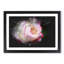 Pink Tipped Rose - Picture Frame Graphic Art Print-56861881-56861882
