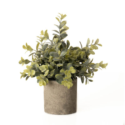 Andaiye 23cm Plant in Pot