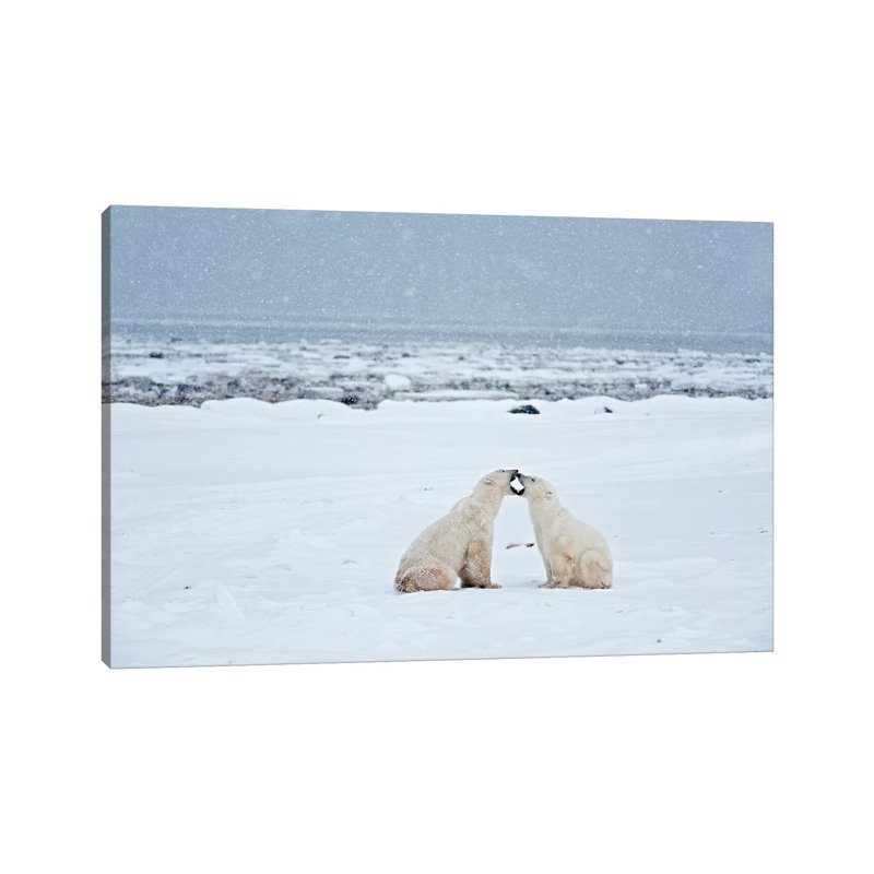 Canada, Manitoba, Churchill. Polar Bears On Frozen Tundra. by Jaynes Gallery - Wrapped Canvas Print