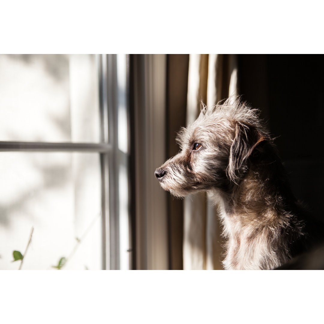 Leinwandbild Einsamer Hund schaut aus dem Fenster von Adogslifephoto