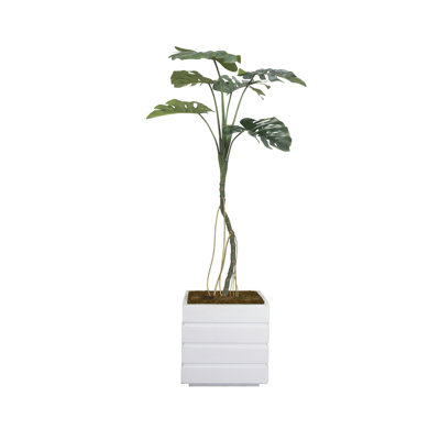 Plante de 65 po