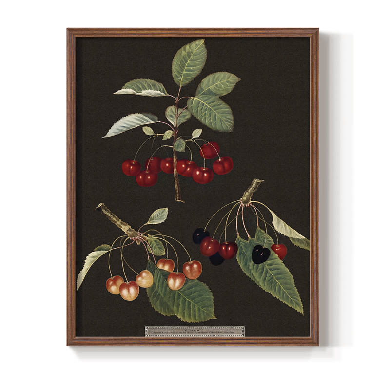 Brookshaw Cherries, reproduction encadrée - bois massif, Brun, H 10 po x l 8 po