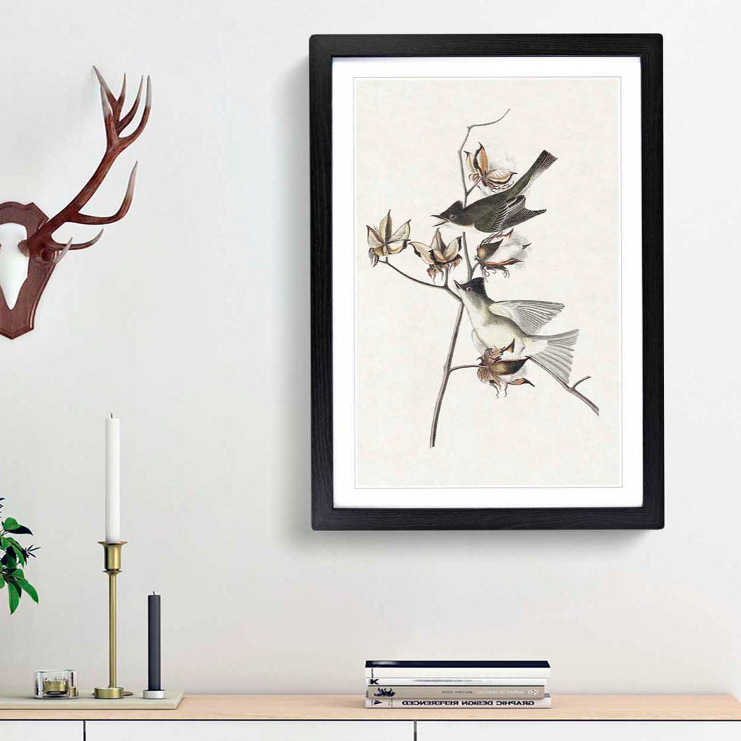 Pewit Flycatcher Birds by John James Audubon - Picture Frame Painting Print