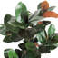 Faux Magnolia Plant in Pot-1917665336