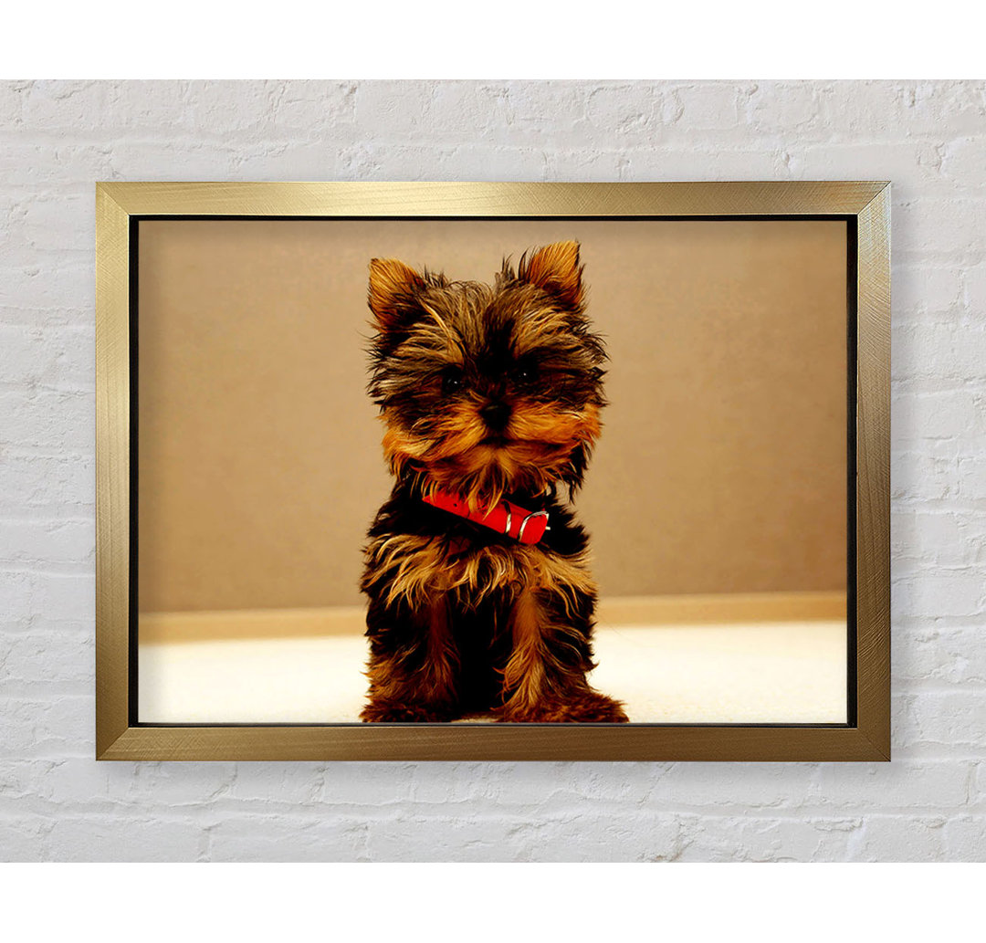 Yorkshire Terrier Welpe - Drucken