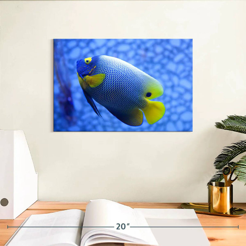 Angelfish bleu corail Brampt, H 8 po x l 12 po