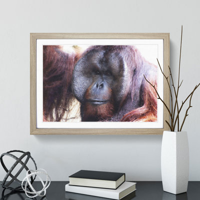 Orangutan Monkey Vol.2 - Framed Print