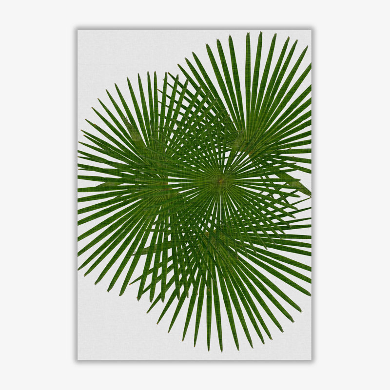 Fan Palm - Print, No Frame, 42 cm H x 30 cm W x 1 cm D