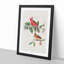 Cardinal Grosbeak Birds by John Audubon - Picture Frame Painting Print-55513933-55513934