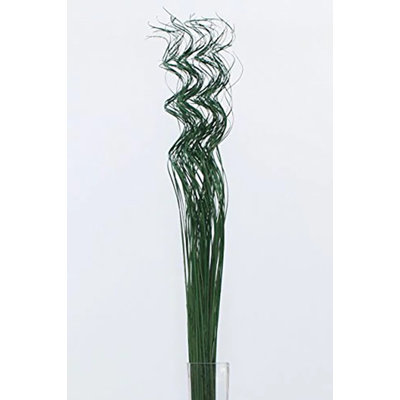 Curly Ting Arrangement