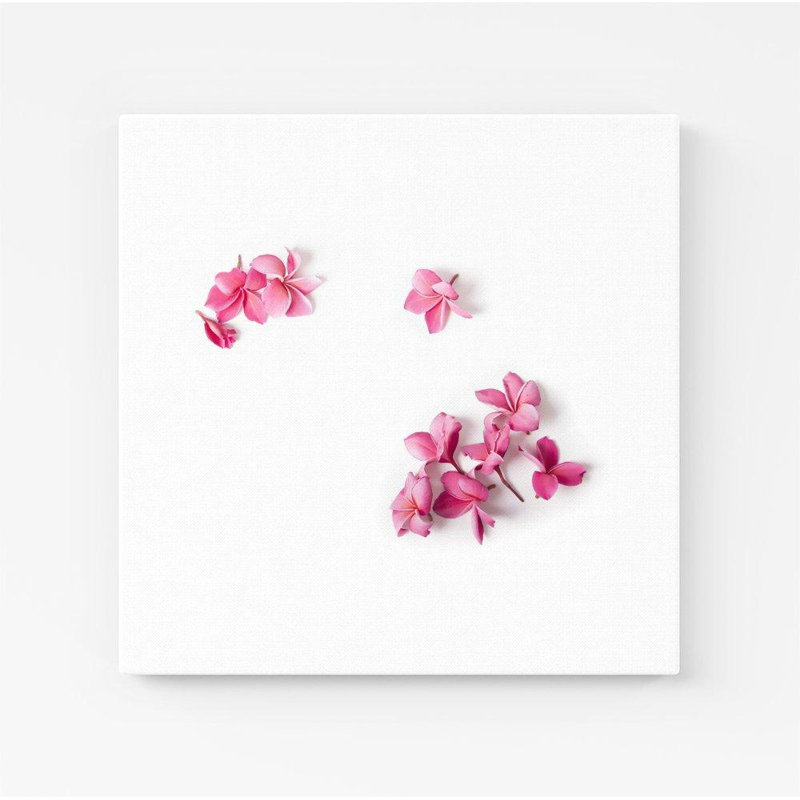 Pink Frangipani Flowers - Wrapped Canvas Print, 16cm H x 16cm W x 3.8cm D