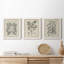 Antique Black and White Botanical VII - Ensemble de 3 reproductions d'art sur toile-282180051-282180060