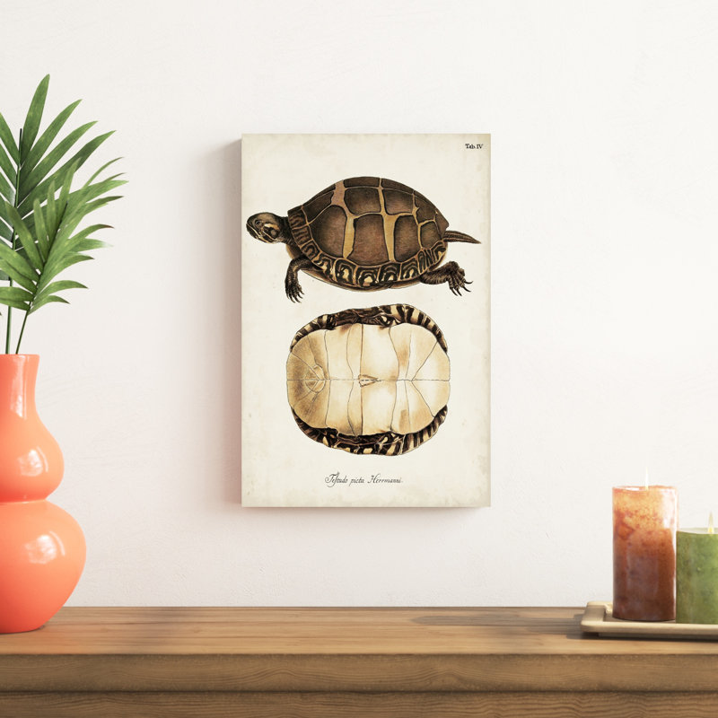 Tortues et coquillages antiques IV, H 18 po x l 12 po x P 1,25 po