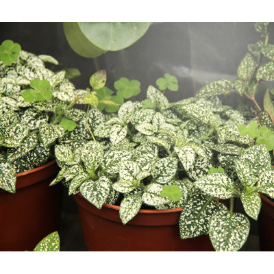 Miracle LED 9 Watt Grow Light