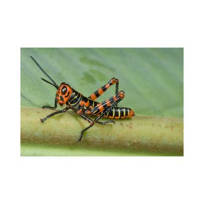 Lubber Grasshopper Juvenile, Costa Rica by Steve Gettle - Wrapped Canvas Print