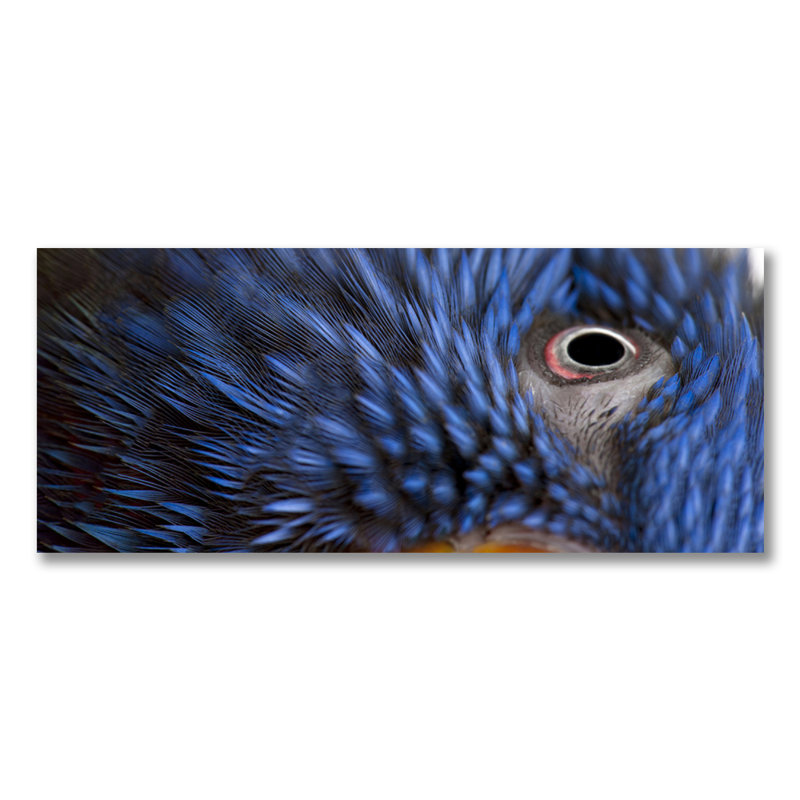 Feathery Focus Print, Acrylic