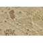 Mehdi One-of-a-Kind 11' X 15'7" Wool Area Rug in Beige