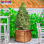 Scandinavian Redwood Handmade Wood Planter Box-186467085