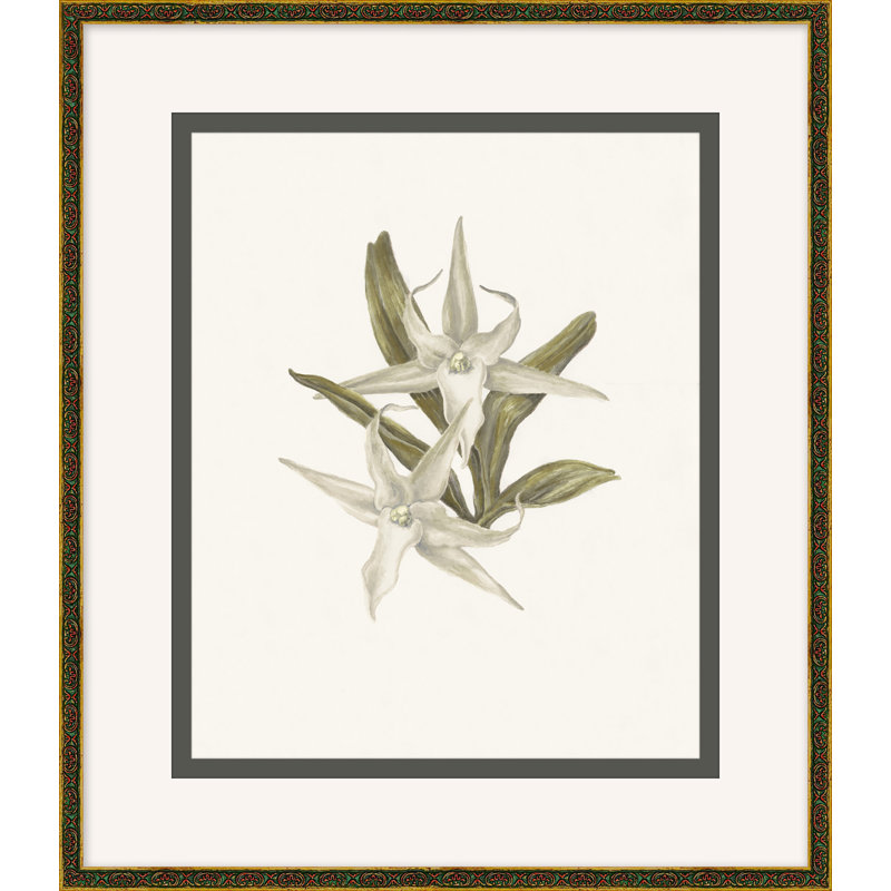 Wild Orchid 2
