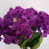 Dark Purple is out of stock
