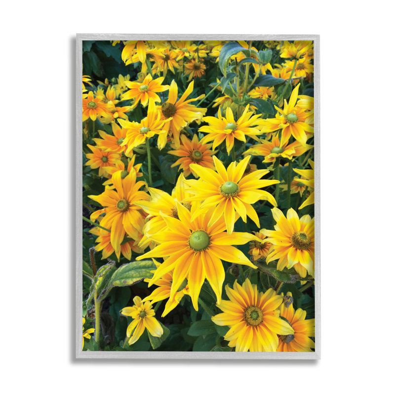 " Sunflower Field Blooming Green Bulbs Yellow Petals ", Farmhouse Grey Framed Giclee, 20" H x 16" W x 1.5" W