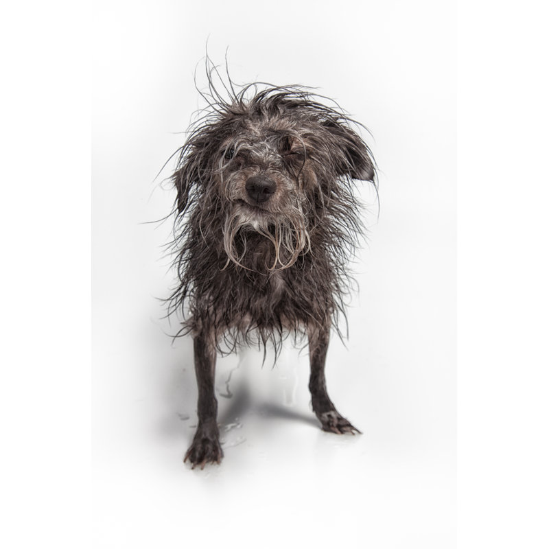 Ugly Scruffy Dog by DanBrandenburg - No Frame Art Prints on Canvas, 122cm H x 81cm W