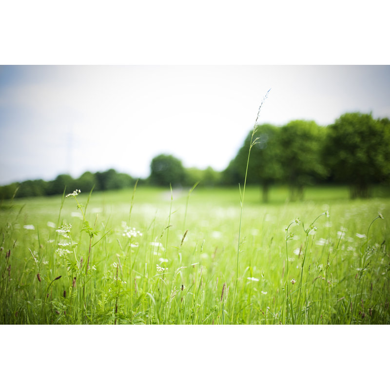 Wild Meadow par Daneger, H 12 po x l 18 po
