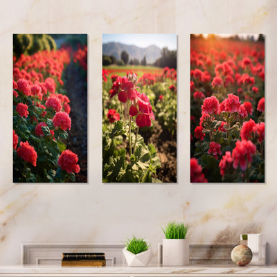 Photo Og Geraniums Field - Geraniums Wall Art, ensemble de salon de 4