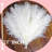 17'' Pampas Grass Grass-535719384
