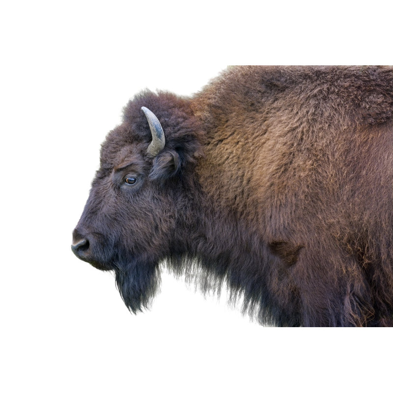 Adult Bison Isolated - Wrapped Canvas Print, 30cm H x 46cm W 