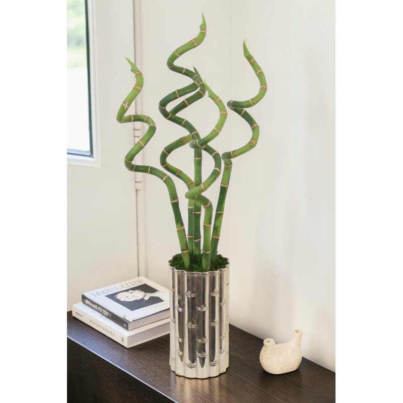 Curly Bamboo in Silver Bamboo Planter