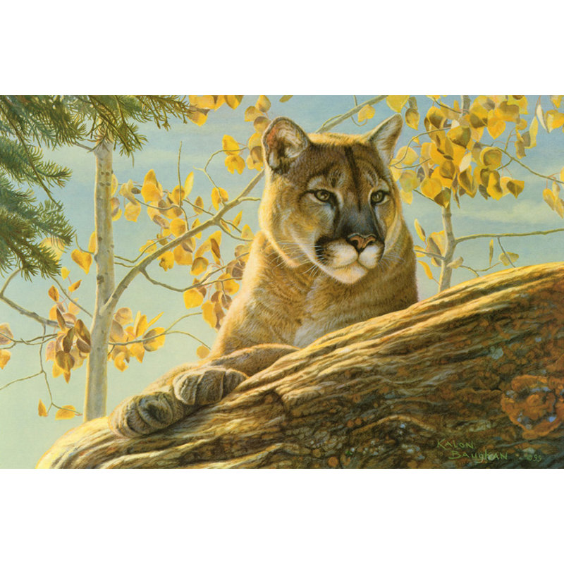 Cougar Front Range, H 16 po x l 24 po