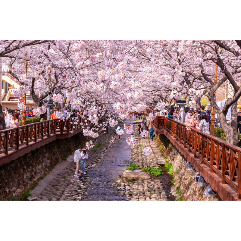 Spring Cherry Blossom - Photographie sur toile tendue, H 12 po x l 18 po