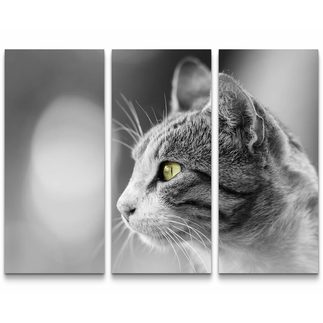 3-tlg. Leinwandbilder-Set Graue Katze Portrait