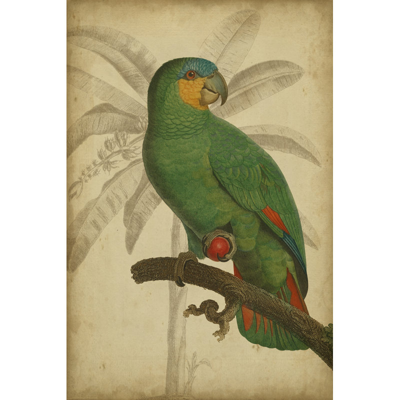 Parrot And Palm I - Wrapped Canvas Print, 30cm H x 20cm W x 3.8cm D