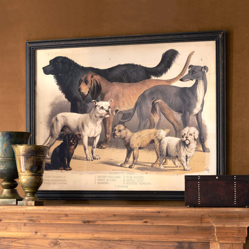 " Domestic Dogs "