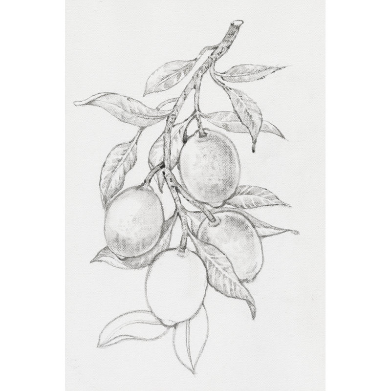 Fruit-Bearing Branch I by Timothy O' Toole - Wrapped Canvas Print, 46cm H x 30cm W