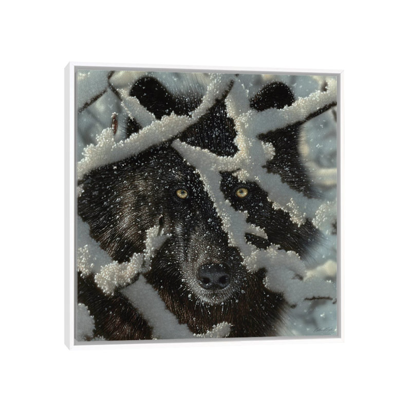 Winter's Black Wolf by Collin Bogle - Print on Canvas, 93.98 cm H x 93.98 cm W, White Framed