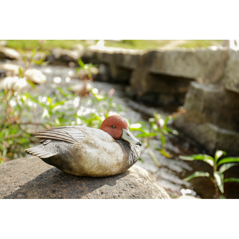 TÊTE DE À TÊTE ROUGE MALLARD